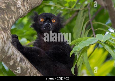 Madagaskar, Nosy werden (Big Island) an der Nordwestküste von Madagaskar Festland. Wilde schwarze Lemur, Männlich (Eulemur Macaco). Stockfoto