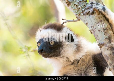 Afrika, Madagaskar, Anosy, Berenty Reserve. Headshot einer weiblichen Sifaka von Verreaux. Stockfoto