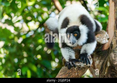 Afrika, Madagaskar, Lake Ampitabe, Akanin'ny nofy Reserve. Ein schwarz-weißer gekräuselter Lemur ist neugierig und schaut alles an. Stockfoto