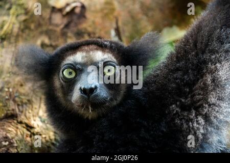 Afrika, Madagaskar, Lake Ampitabe, Akanin'ny nofy Reserve. Kopfschuss des größten Lemurs. Stockfoto