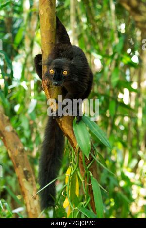 Afrika, Madagaskar, Lake Ampitabe, Akanin'ny nofy Reserve. Schwarzer männlicher Lemur mit leuchtend orangefarbenen Augen. Stockfoto