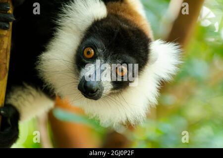 Afrika, Madagaskar, Lake Ampitabe, Akanin'ny nofy Reserve. Kopfschuss des auffälligen schwarz-weißen gekräuselten Lemurs. Stockfoto