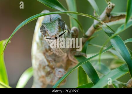 Afrika, Madagaskar, Lake Ampitabe, Akanin'ny nofy Reserve. Ein Chamäleon, das am Stamm eines kleinen Busches entlang manövriert, der seinen Mund öffnet. Stockfoto