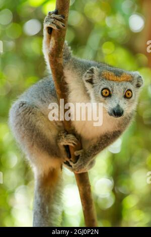 Afrika, Madagaskar, Lake Ampitabe, Akanin'ny nofy Reserve. Weiblicher gekrönter Lemur hat einen grauen Kopf und Körper mit einer rufigen Krone. Stockfoto