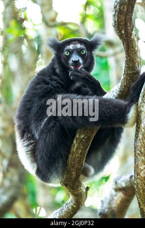 Afrika, Madagaskar, Lake Ampitabe, Akanin'ny nofy Reserve. Indri, der größte Lemur, der auf einer wingenden Weinrebe sitzt. Diese Person hat ein dunkleres Fell als Stockfoto