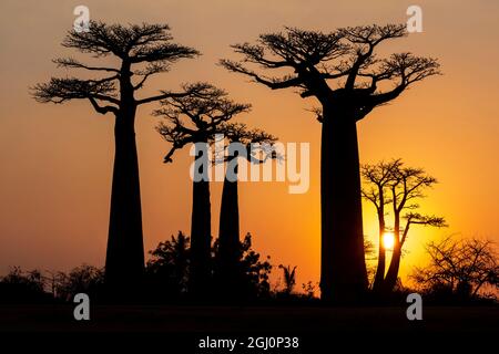 Afrika, Madagaskar, in der Nähe von Morondava, Baobab Alley. Baobabbäume werden gegen die untergehende Sonne silhouettiert. Stockfoto