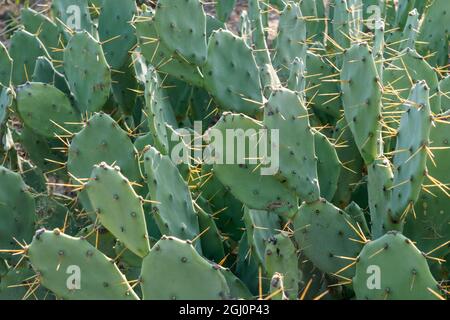 Afrika, Madagaskar, Anosy Region, Spiny Forest, Straße zum Berenty Reserve. Ein Klumpen aus Kaktus aus stacheliger Birne, wo die langen Stacheln in der Sonne leuchten. Stockfoto