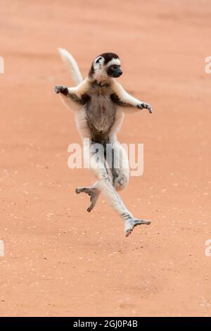 Afrika, Madagaskar, Anosy-Region, Berenty Reserve. Ein Sifaka von Verreaux „tanzt“ über offene Bereiche. Stockfoto