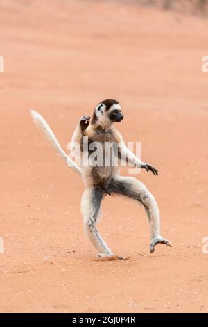 Afrika, Madagaskar, Anosy-Region, Berenty Reserve. Ein Sifaka von Verreaux „tanzt“ über offene Bereiche. Stockfoto