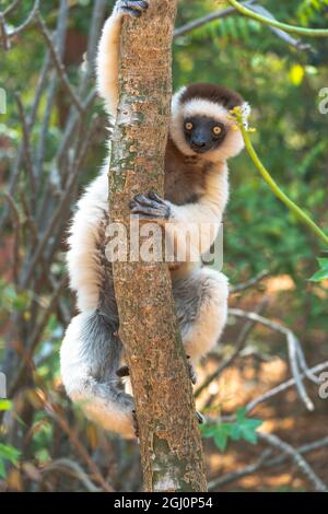 Afrika, Madagaskar, Anosy-Region, Berenty Reserve. Porträt eines Sifakas eines Verreaux, der sich an einen Baum klammert. Stockfoto