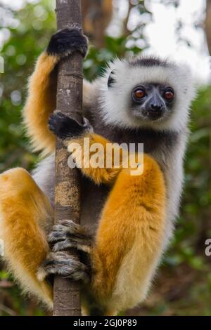 Madagaskar, Andasibe, Vakona Lodge, Lemur Island. Diademed sifaka (Propithecus diadema) sah sich neugierig etwas an. Stockfoto