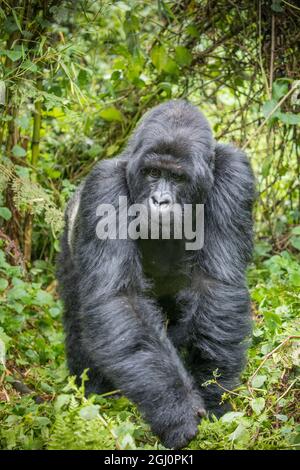 Afrika, Ruanda, Volcanoes National Park, Mountain Gorilla Silverback Male (Gorilla beringei beringei) Wandern durch den Regenwald in den Virunga Mountains Stockfoto