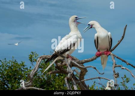 Seychellen, Indischer Ozean, Aldabra, Cosmoledo-Atoll. Wichtig Vogel Verschachtelung Kolonie. Paar von Rotfußtölpel (Wild: Sula Sula) Stockfoto