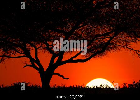 Baum, der bei Sonnenuntergang auf den weiten Ebenen des Serengeti National Park, Tansania, Afrika, geschildet wurde Stockfoto