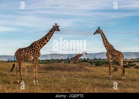 Afrika, Tansania, Serengeti-Nationalpark. Giraffen auf Uni. Kredit als: Jones & Shimlock / Jaynes Gallery / DanitaDelimont.com Stockfoto