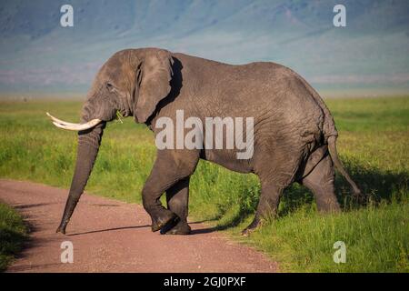 Afrika. Tansania. Afrikanischer Elefant (Loxodonta africana) am Krater in der Ngorongoro Conservation Area. Stockfoto