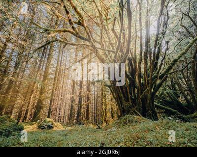 Mystische Waldwege und moosbedeckte Bäume in einem üppigen Wald im Nationalpark der schottischen Highlands cairngorms Stockfoto