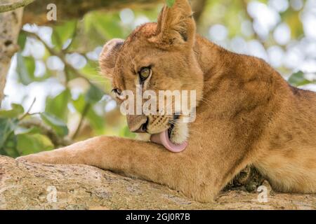 Afrika, Uganda, Ishasha, Queen Elizabeth National Park. Junger Löwe (Panthera leo) im Baum, ruht auf Zweig. 2016-08-04 Stockfoto