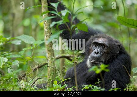 Afrika, Uganda, Kibale National Park, Ngogo Chimpanzee Project. Ein wilder männlicher Schimpansen starrt, sein Gesicht entspannt. Stockfoto