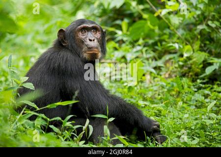 Afrika, Uganda, Kibale National Park, Ngogo Chimpanzee Project. Ein junger ausgewachsener Schimpansen entspannt sich auf einem Pfad, der auf andere in seiner Gruppe wartet. Stockfoto