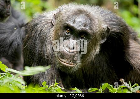 Afrika, Uganda, Kibale National Park, Ngogo Chimpanzee Project. Ein männlicher Schimpansen entspannt sich, während er gepflegt wird. Stockfoto