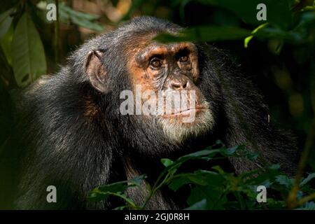 Afrika, Uganda, Kibale National Park, Ngogo Chimpanzee Project. Ein erwachsener männlicher Schimpansen blickt mit Interesse nach oben. Stockfoto