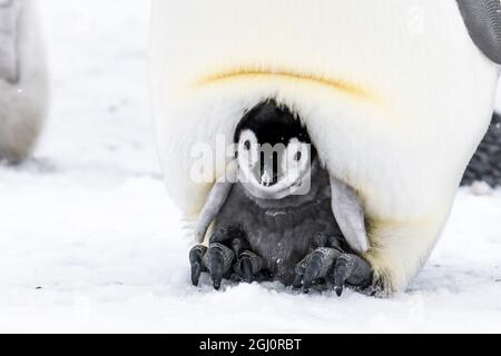 Snow Hill Island, Antarktis. Kaiserpinguin Küken auf den Füßen der Eltern warm in Bruttasche versteckt. Stockfoto