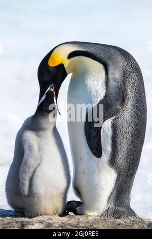 Snow Hill Island, Antarktis. Kaiserpinguin Elternteil füttern Küken. Stockfoto