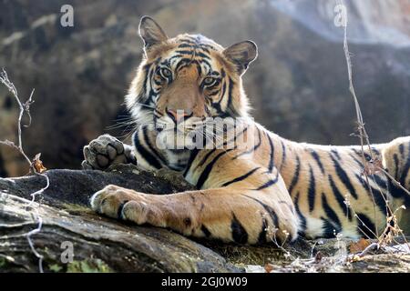 Indien, Madhya Pradesh, Bandhavgarh-Nationalpark. Ein junger bengalischer Tiger, der auf einem kühlen Felsen ruht. Stockfoto