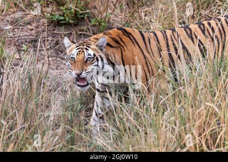 Indien, Madhya Pradesh, Kanha-Nationalpark. Ein junger bengalischer Tiger, der durch das Gras läuft und nervös seine Lippe kräuselt. Stockfoto