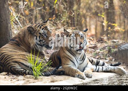 Indien, Madhya Pradesh, Bandhavgarh-Nationalpark. Ein männlicher und weiblicher bengalischer Tiger ruhen neben einem Wasserloch. Stockfoto