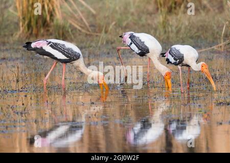 Indien, Madhya Pradesh, Bandhavgarh-Nationalpark. Drei bemalte Störche ernähren sich in den Untiefen eines Sees. Stockfoto