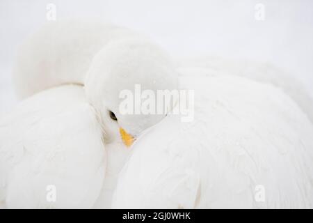 Asien, Japan, Hokkaido, Kussaro-See, Singschwan, Cygnus cygnus. Ein Singschwan steckt seinen Schnabel unter seine Federn, um Komfort und Schutz zu bieten. Stockfoto