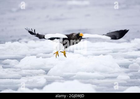 Asien, Japan, Hokkaido, Rausu, Stellers Seeadler, Haliaeetus pelagicus. Ein Adler hebt ab und fliegt über dem Meereis. Stockfoto