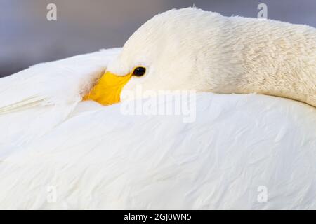 Asien, Japan, Hokkaido, Kussaro-See, Singschwan, Cygnus cygnus. Ein Singschwan steckt seinen Schnabel unter seine Federn, um Komfort und Schutz zu bieten. Stockfoto