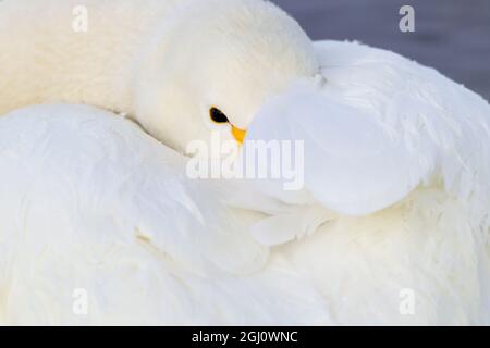 Asien, Japan, Hokkaido, Kussaro-See, Singschwan, Cygnus cygnus. Ein Singschwan steckt seinen Schnabel unter seine Federn, um Komfort und Schutz zu bieten. Stockfoto