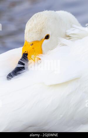 Asien, Japan, Hokkaido, Kussaro-See, Singschwan, Cygnus cygnus. Porträt eines Singschwans mit seinem gelben und schwarzen Schnabel im Kontrast zu seinem Weiß Stockfoto