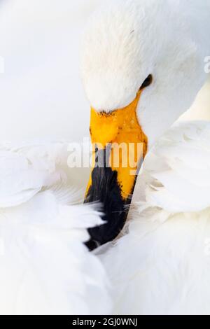 Asien, Japan, Hokkaido, Kussaro-See, Singschwan, Cygnus cygnus. Porträt eines Singschwans mit seinem gelben und schwarzen Schnabel im Kontrast zu seinem Weiß Stockfoto