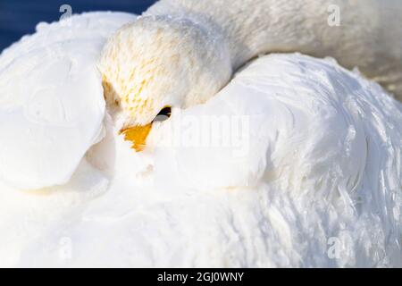 Asien, Japan, Hokkaido, Kussaro-See, Singschwan, Cygnus cygnus. Ein Singschwan steckt seinen Schnabel unter seine Federn, um Komfort und Schutz zu bieten. Stockfoto