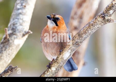 Asien, Japan, Hokkaido, Lake Kussaro, Eurasischer jay, Garrulus glandarius. Porträt eines eurasischen eichelhähers, der auf einem Baumglied sitzt. Stockfoto