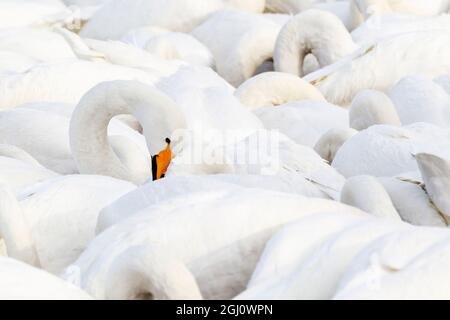 Asien, Japan, Hokkaido, Kussaro-See, Singschwan, Cygnus cygnus. Eine Gruppe Singschwäne drängt sich zusammen, um sich von Getreide zu ernähren, das ihnen jeden Tag gegeben wird. Stockfoto