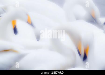 Asien, Japan, Hokkaido, Kussaro-See, Singschwan, Cygnus cygnus. Eine Gruppe Singschwäne ernähren sich in Zeitlupe zusammen. Stockfoto