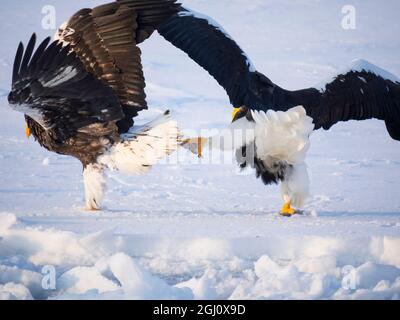 Asien, Japan, Hokkaido, Rausu, Stellers Seeadler, Haliaeetus pelagicus. Zwei Steller-Seeadler kämpfen um einen Fisch. Stockfoto