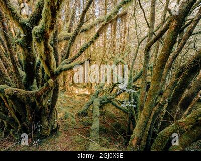 Mystische Waldwege und moosbedeckte Bäume in einem üppigen Wald im Nationalpark der schottischen Highlands cairngorms Stockfoto