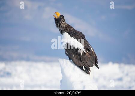 Asien, Japan, Hokkaido, Rausu, Stellers Seeadler, Haliaeetus pelagicus. Ein Steller's Seeadler singt auf dem Packeis. Stockfoto