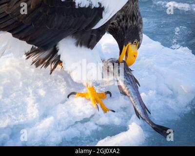 Asien, Japan, Hokkaido, Rausu, Stellers Seeadler, Haliaeetus pelagicus. Ein Steller's Seeadler ernährt sich von einem Fisch. Stockfoto