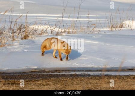 Asien, Japan, Hokkaido, Halbinsel Shiretoko, in der Nähe von Rausu, Japanischer Rotfuchs, Vulpes vulpes japonica. Porträt eines Rotfuchses auf einem verschneiten Ufer. Stockfoto