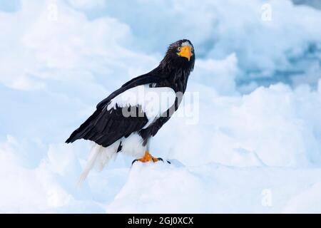 Asien, Japan, Hokkaido, Rausu, Stellers Seeadler, Haliaeetus pelagicus. Porträt eines Steller-Seeadlers auf dem Eis. Stockfoto