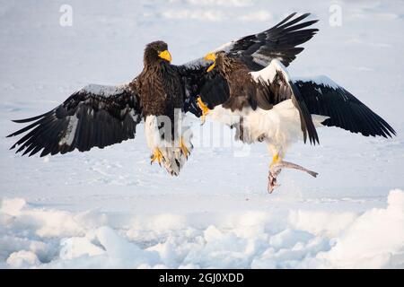 Asien, Japan, Hokkaido, Rausu, Stellers Seeadler, Haliaeetus pelagicus. Zwei Steller-Seeadler kämpfen um einen Fisch. Stockfoto