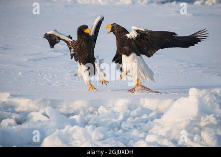 Asien, Japan, Hokkaido, Rausu, Stellers Seeadler, Haliaeetus pelagicus. Zwei Steller-Seeadler kämpfen um einen Fisch. Stockfoto